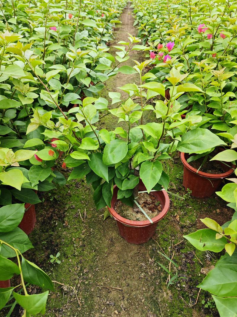 三角梅盆栽多种颜色多个品种福建漳州基地