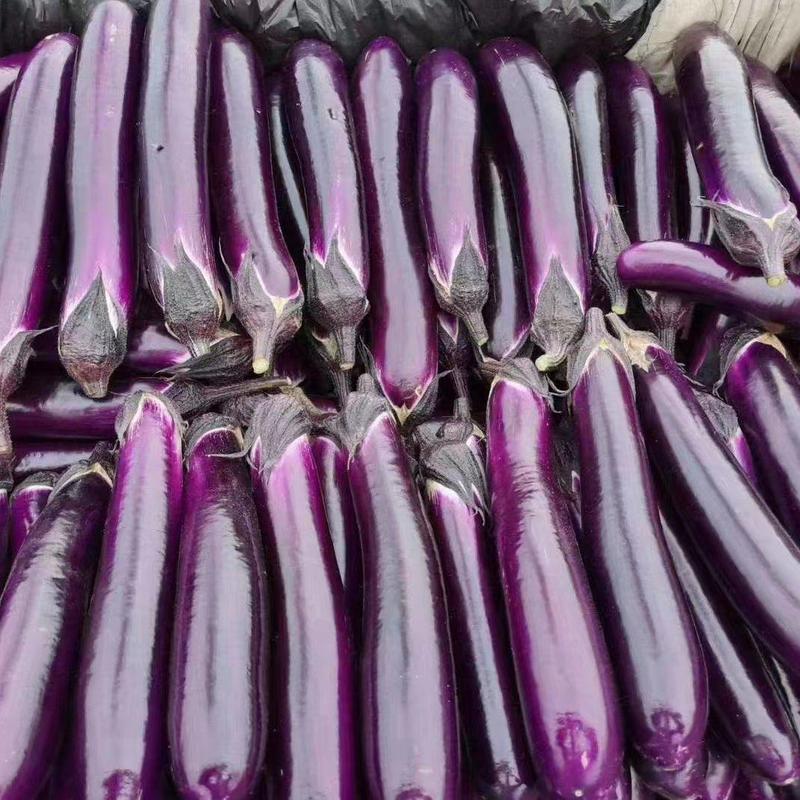 河南焦作精品紫长茄广茄电商加工厂量大从优
