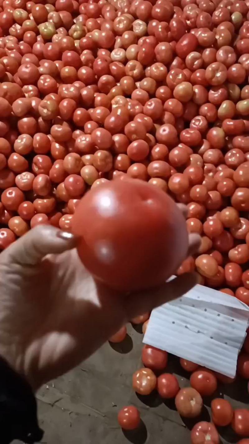 西红柿西红柿:
