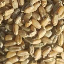 出售芽麦800吨，毛粮，水份13左右，芽率百之30。