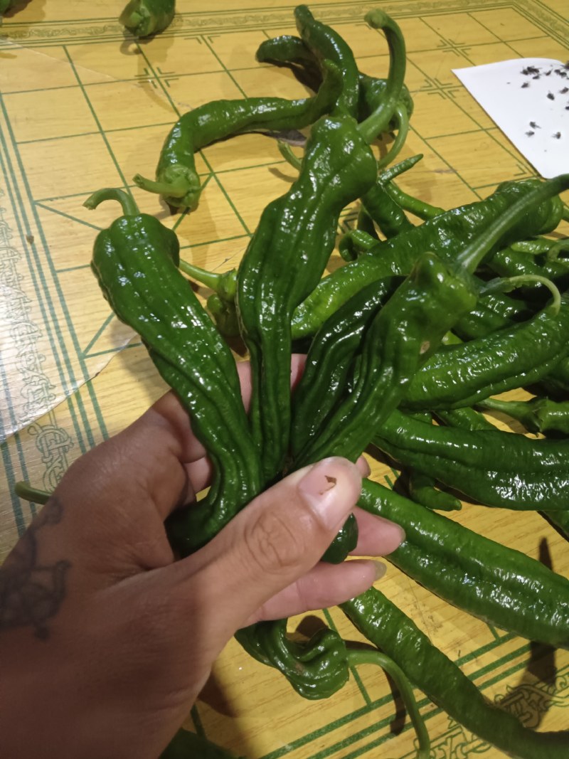 邹皮椒