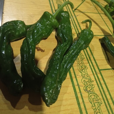 邹皮椒