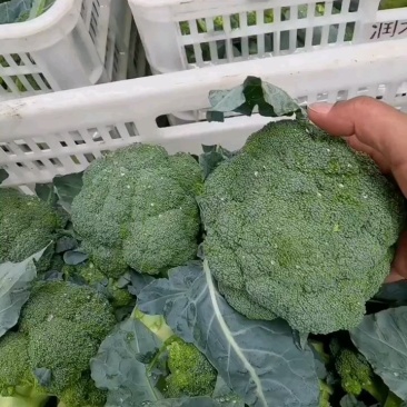 山西精品西蓝花大量上市产地直供一手货源代发全国欢迎