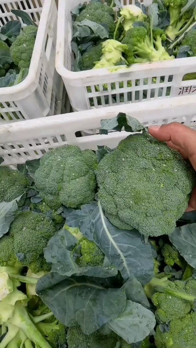 山西精品西蓝花大量上市产地直供一手货源代发全国欢迎