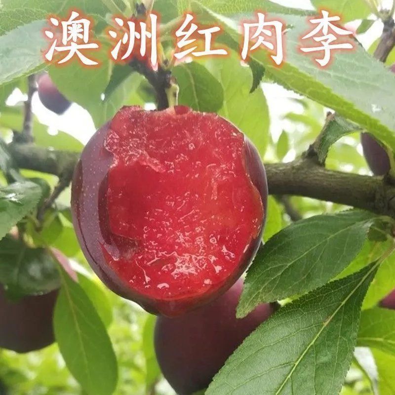 [湖北李子]澳洲红肉李/黑布林李子/青脆李脆红李