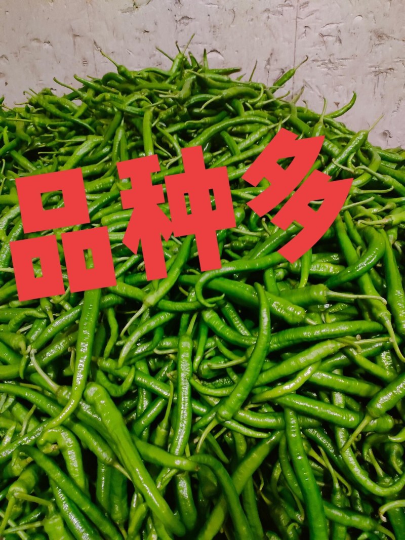 青龙6号