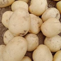 湖北土豆精品沃土5号土豆大量上市规格齐全保质保量