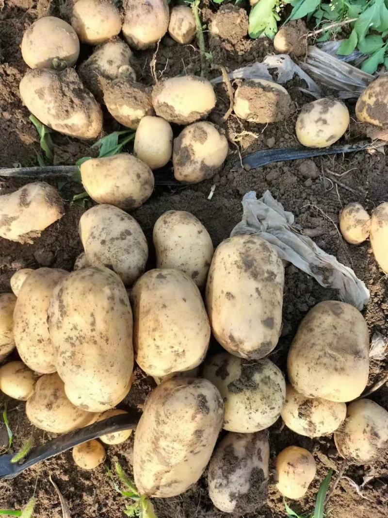 湖北土豆精品沃土5号土豆大量上市规格齐全保质保量