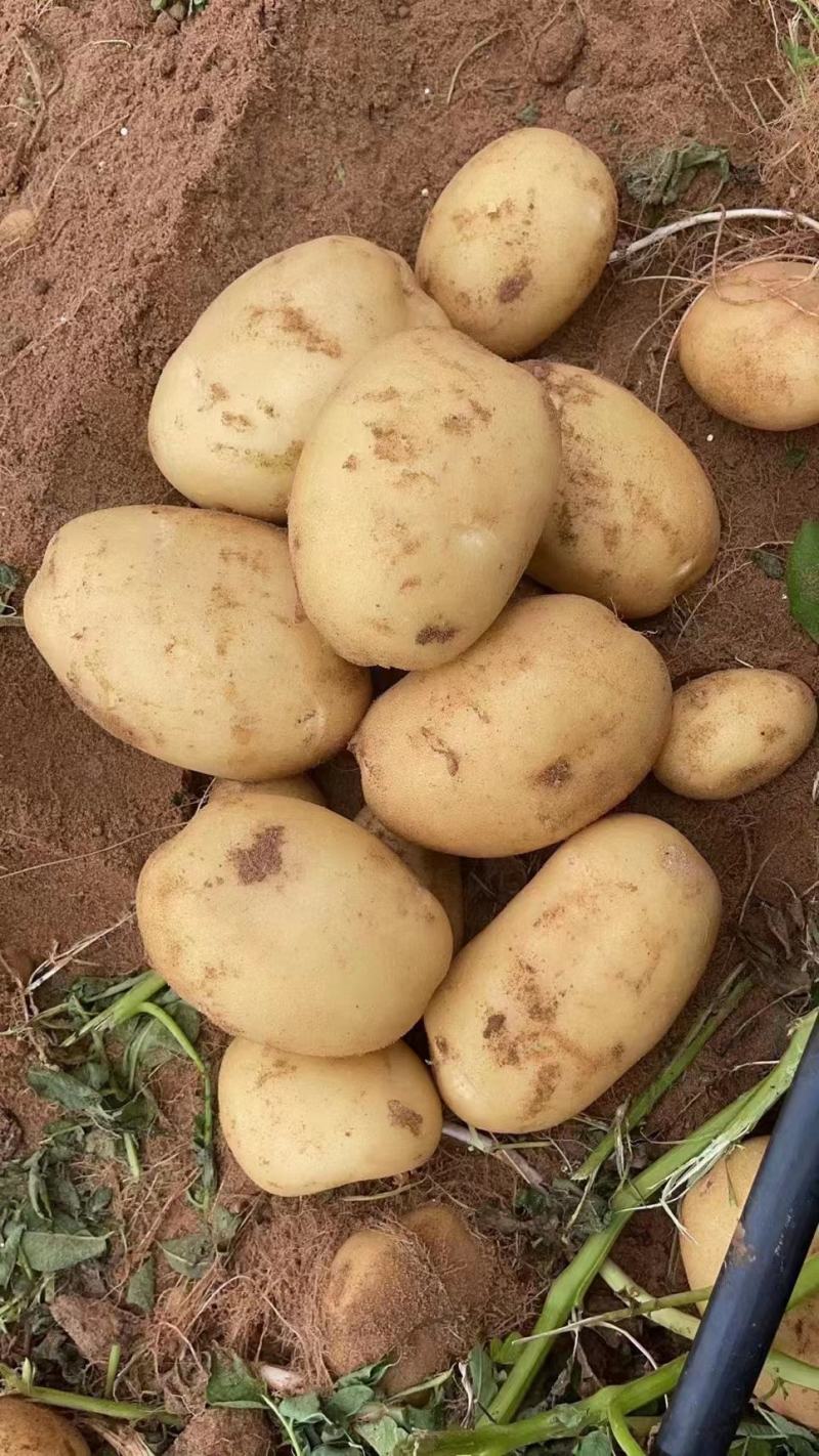湖北土豆精品沃土5号土豆大量上市规格齐全保质保量