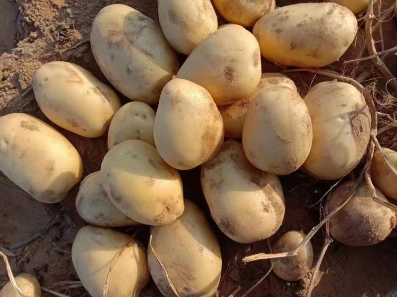 湖北土豆精品沃土5号土豆大量上市规格齐全保质保量