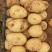 湖北土豆精品沃土5号土豆大量上市规格齐全保质保量