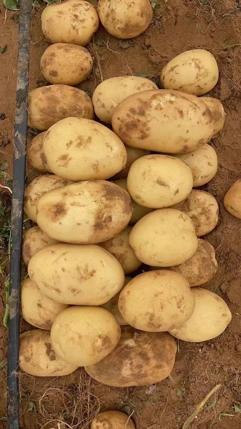 湖北土豆精品沃土5号土豆大量上市规格齐全保质保量