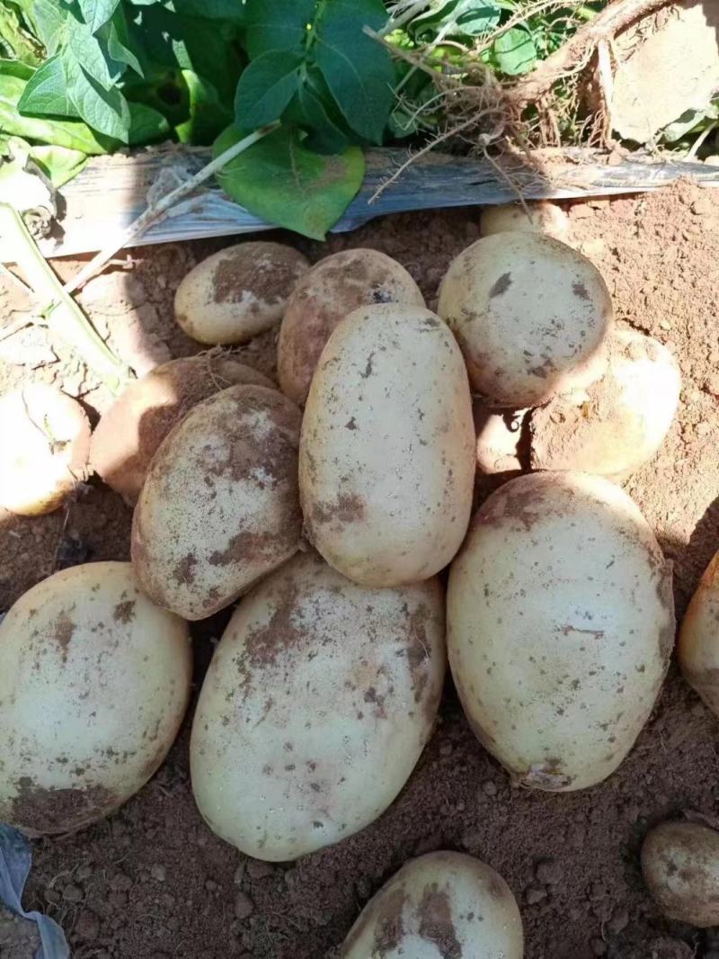 湖北土豆精品沃土5号土豆大量上市规格齐全保质保量