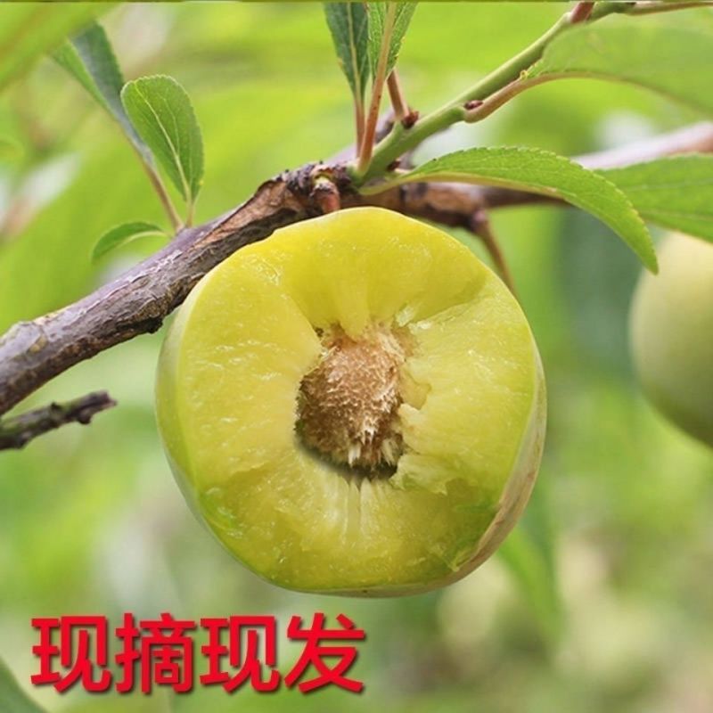 黑布林李子澳洲红肉李青脆李脆红李秋姬李[各种李子]