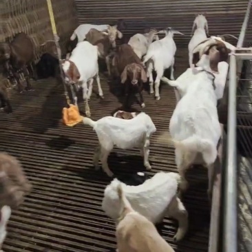 百草羊，纯放养杂交山羊：肉羊，种羊，羊羔