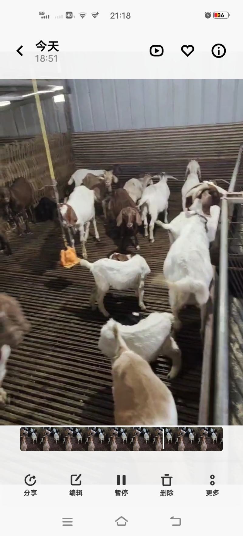 百草羊，纯放养杂交山羊：肉羊，种羊，羊羔