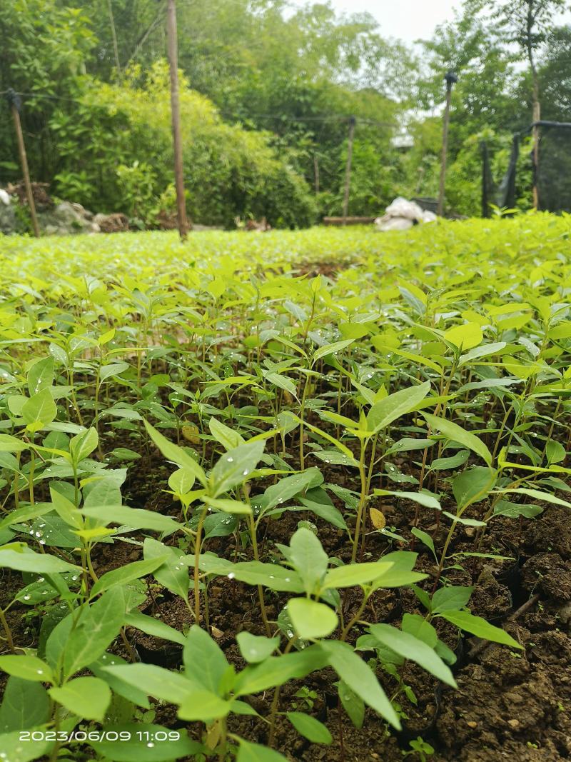 云南文山本地大木姜子苗，两年挂果，具有果子大产量高的特点