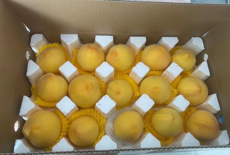 上万亩精品黄金毛桃大量上市中，产地现摘现发，蒙阴毛桃基地