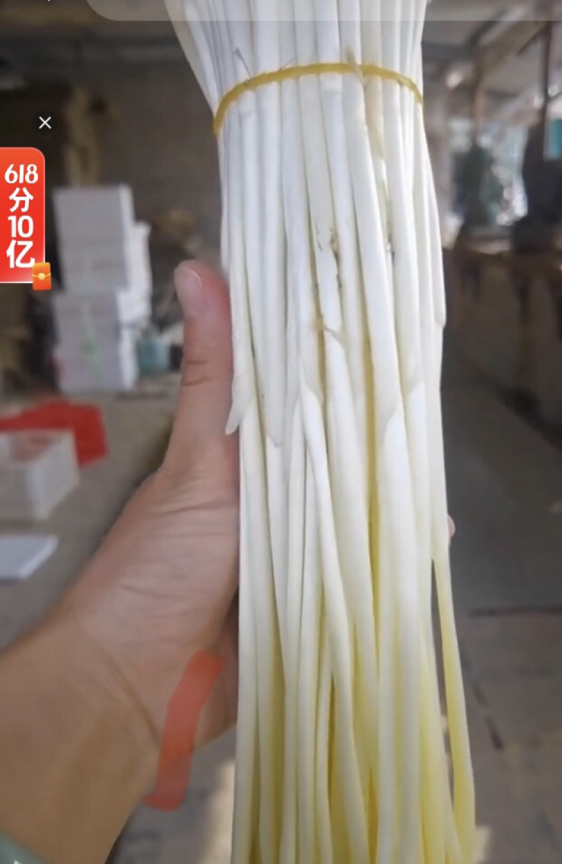 蒜黄种子，出苗旺，颗粗，产量高，不倒伏！深受客户喜