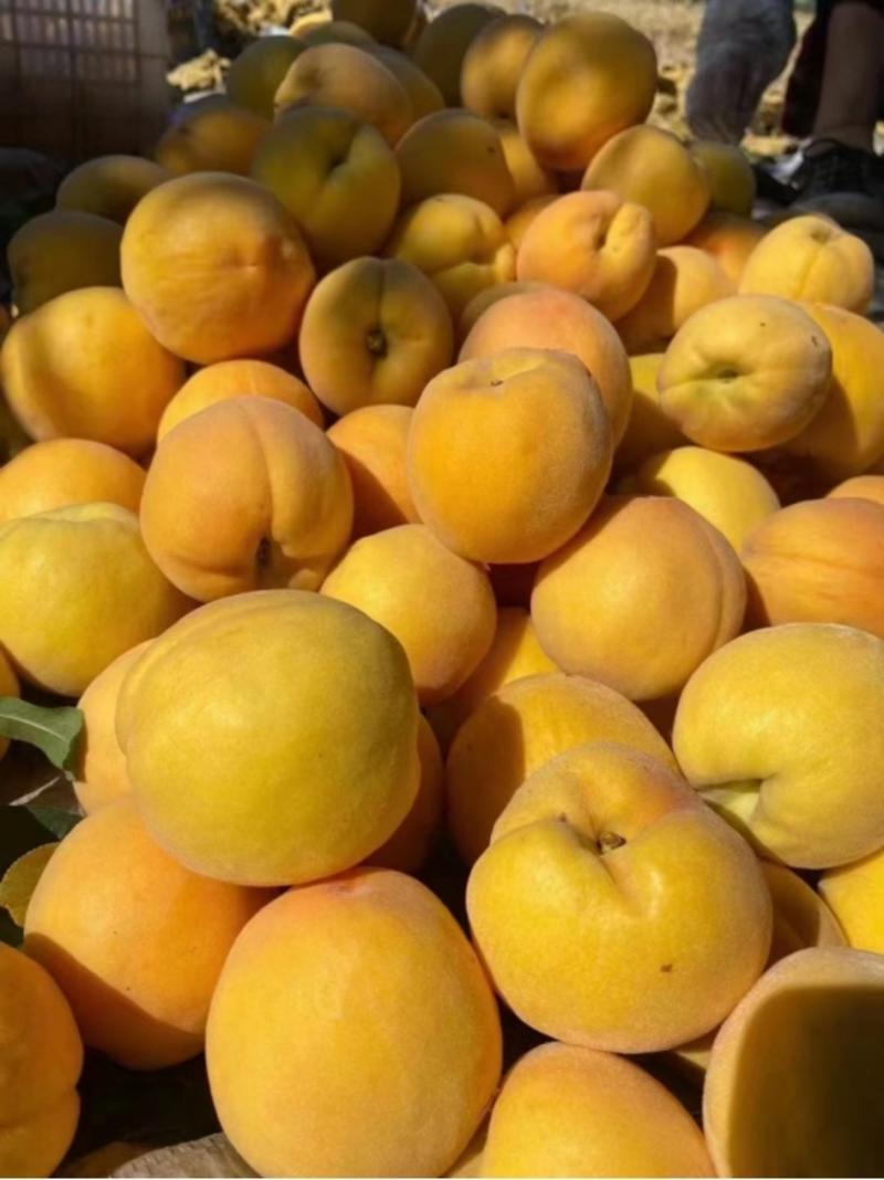 【实力供货】代发精品黄金蜜桃，现货供应中，产地一手货源