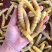 豆丹煮熟速冻蛋白虫，大豆虫、豆虫、豆青虫大量现货一手货源