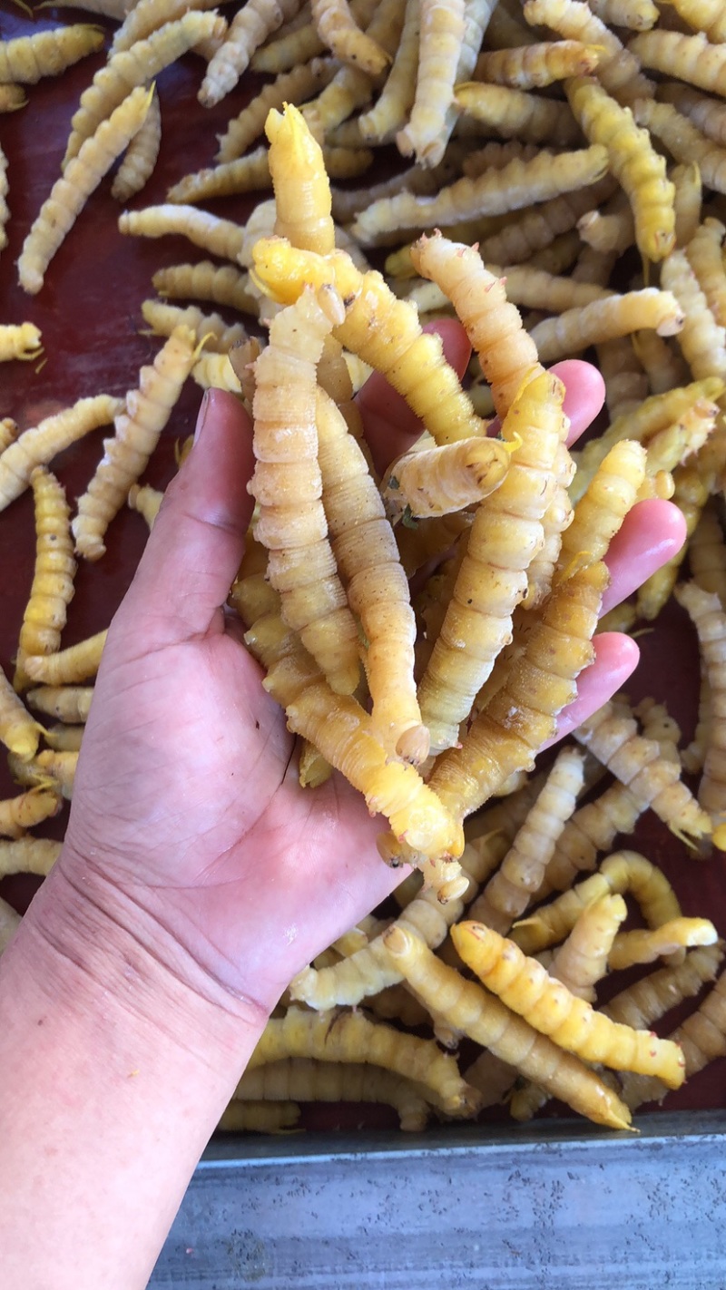 豆丹煮熟速冻蛋白虫，大豆虫、豆虫、豆青虫大量现货一手货源