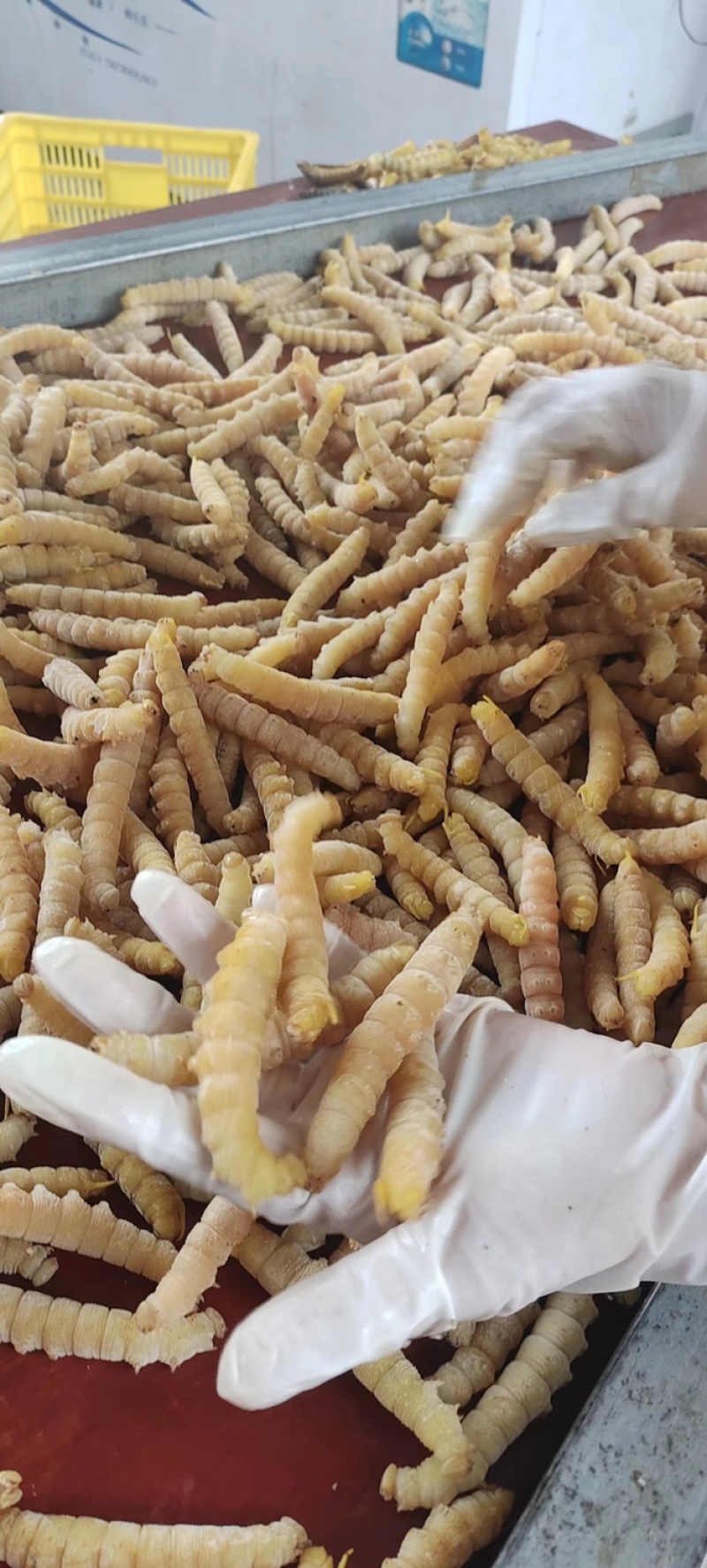 豆丹煮熟速冻蛋白虫，大豆虫、豆虫、豆青虫大量现货一手货源