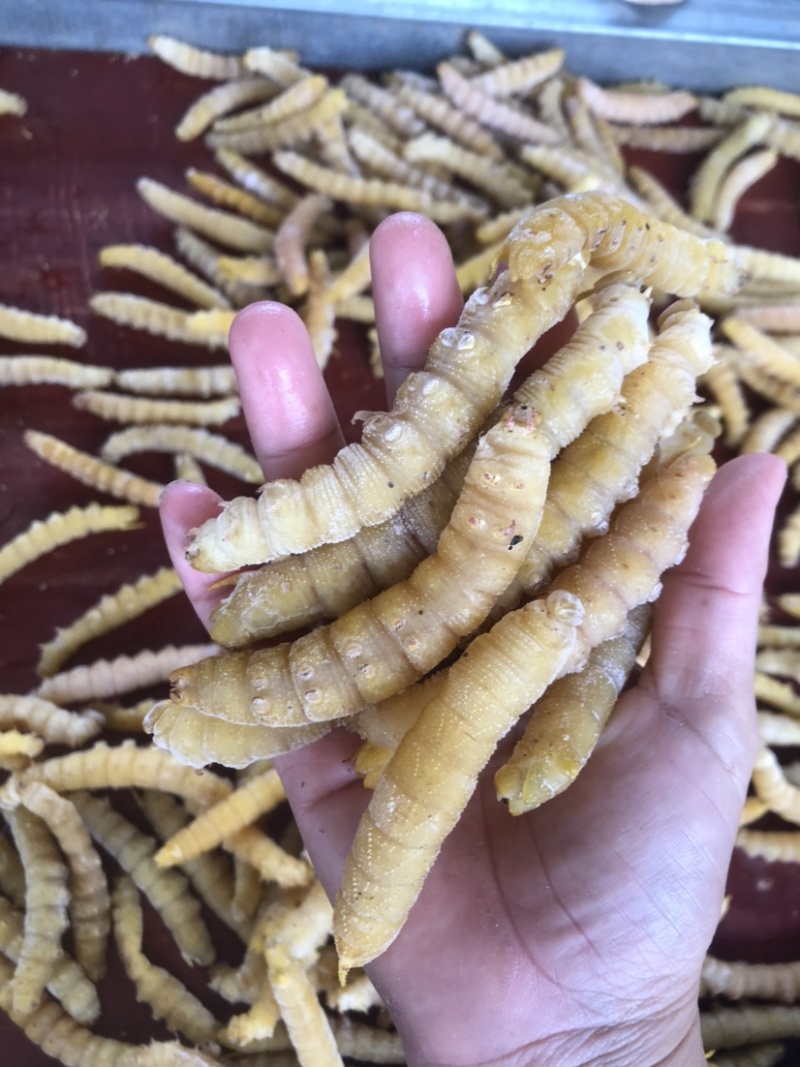 豆丹煮熟速冻蛋白虫，大豆虫、豆虫、豆青虫大量现货一手货源