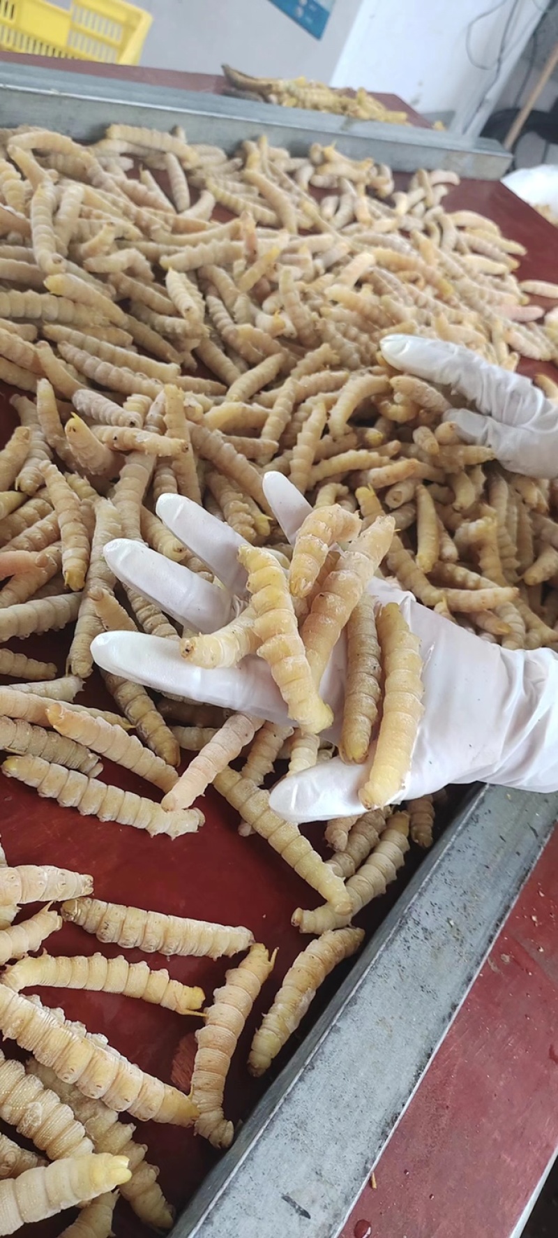 豆丹煮熟速冻蛋白虫，大豆虫、豆虫、豆青虫大量现货一手货源
