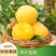 [湖北黄桃]锦绣黄桃精品黄桃大量上市对接各大市场商超电