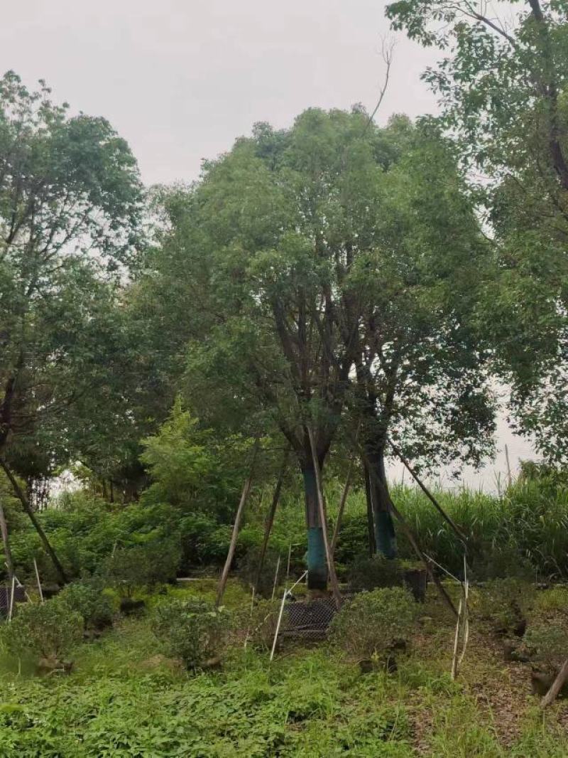 [推荐]广东全冠香樟骨架苗货源充足品质保证