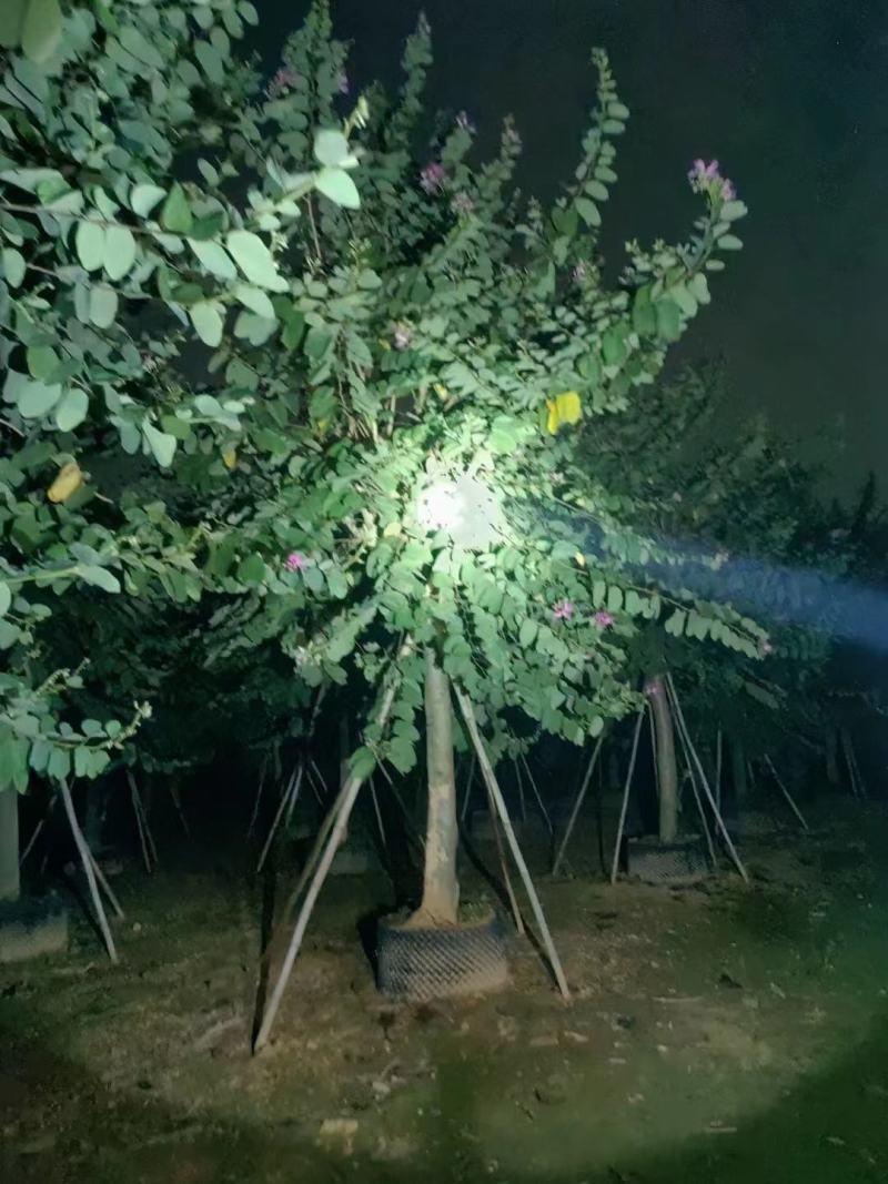 10/20分红花紫荆基地直供保质保量价格可议