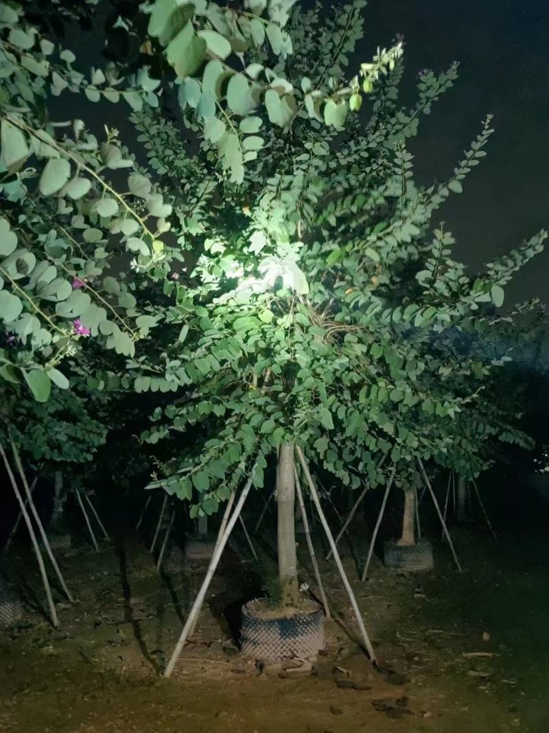 10/20分红花紫荆基地直供保质保量价格可议