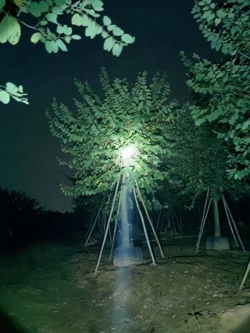 10/20分红花紫荆基地直供保质保量价格可议
