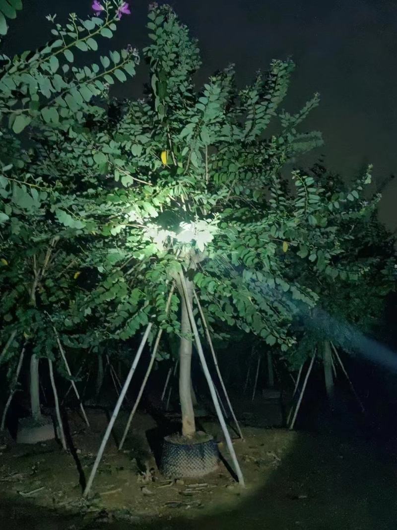 10/20分红花紫荆基地直供保质保量价格可议