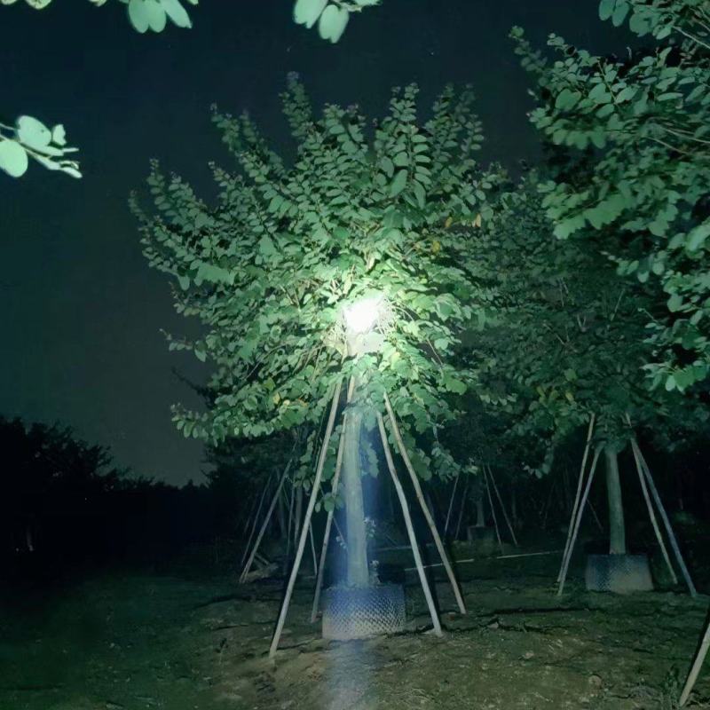 10/20分红花紫荆基地直供保质保量价格可议