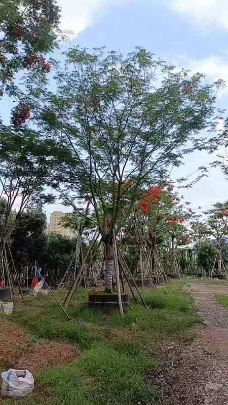 [热卖]广东全冠凤凰木凤凰树诚心经营基地货源量大