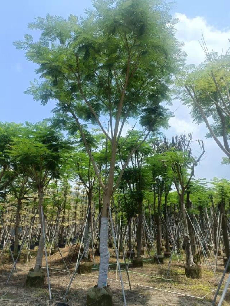 [热卖]广东全冠凤凰木凤凰树诚心经营基地货源量大