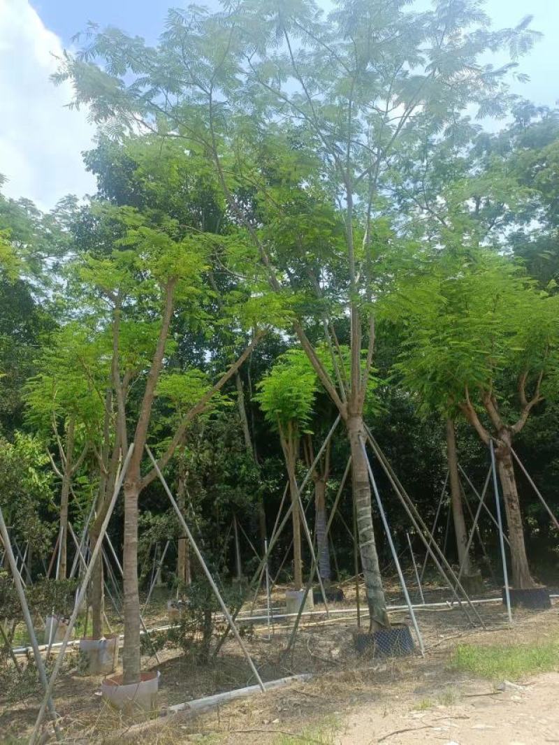 [热卖]广东全冠凤凰木凤凰树诚心经营基地货源量大