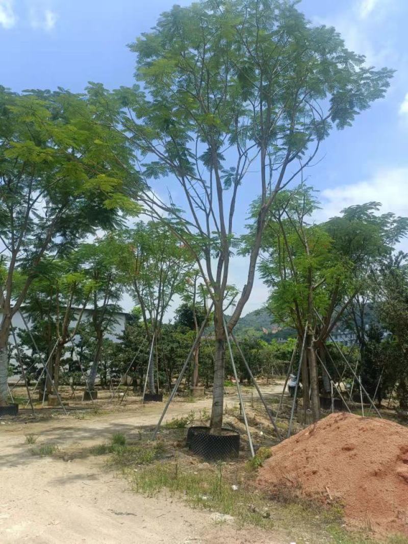 [热卖]广东全冠凤凰木凤凰树诚心经营基地货源量大