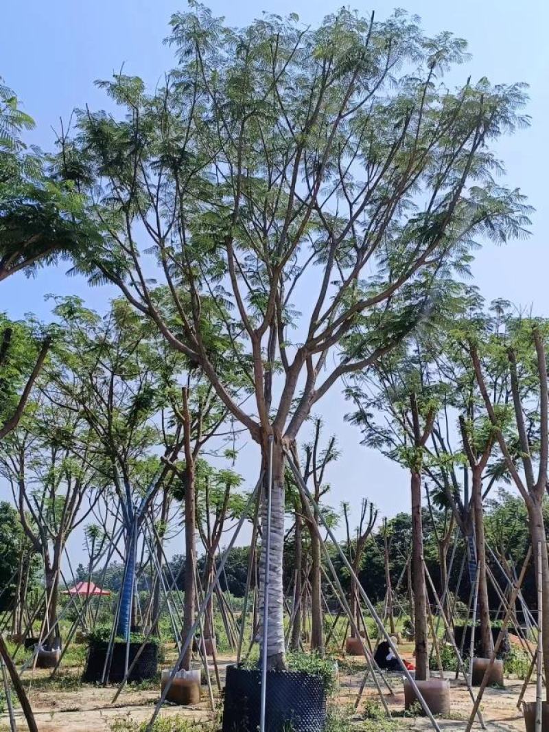 [热卖]广东全冠凤凰木凤凰树诚心经营基地货源量大
