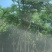 [热卖]广东全冠凤凰木凤凰树诚心经营基地货源量大