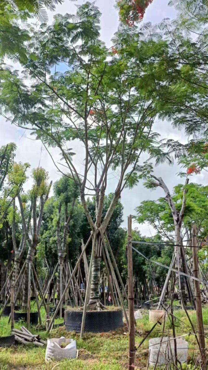 [热卖]广东全冠凤凰木凤凰树诚心经营基地货源量大
