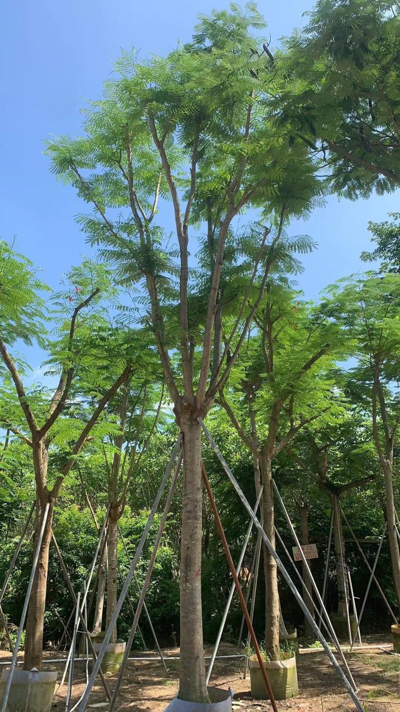 [热卖]广东全冠凤凰木凤凰树诚心经营基地货源量大