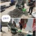 【猪苓片】道地中药材河南卢氏产地直发常年供货随时联系