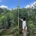 4/15分桂花