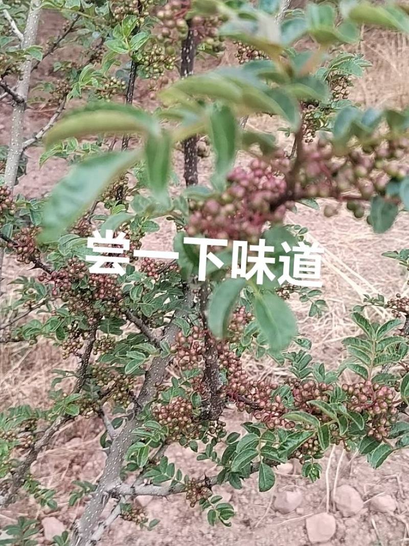 高上花椒湿的
