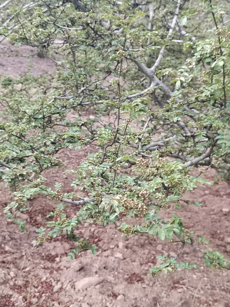 高上花椒湿的