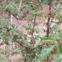 高上花椒湿的