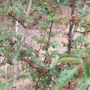 高上花椒湿的